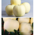 Chine Golden Delicious Fresh Red Apple